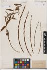 Foto von Salix fragilis L.
